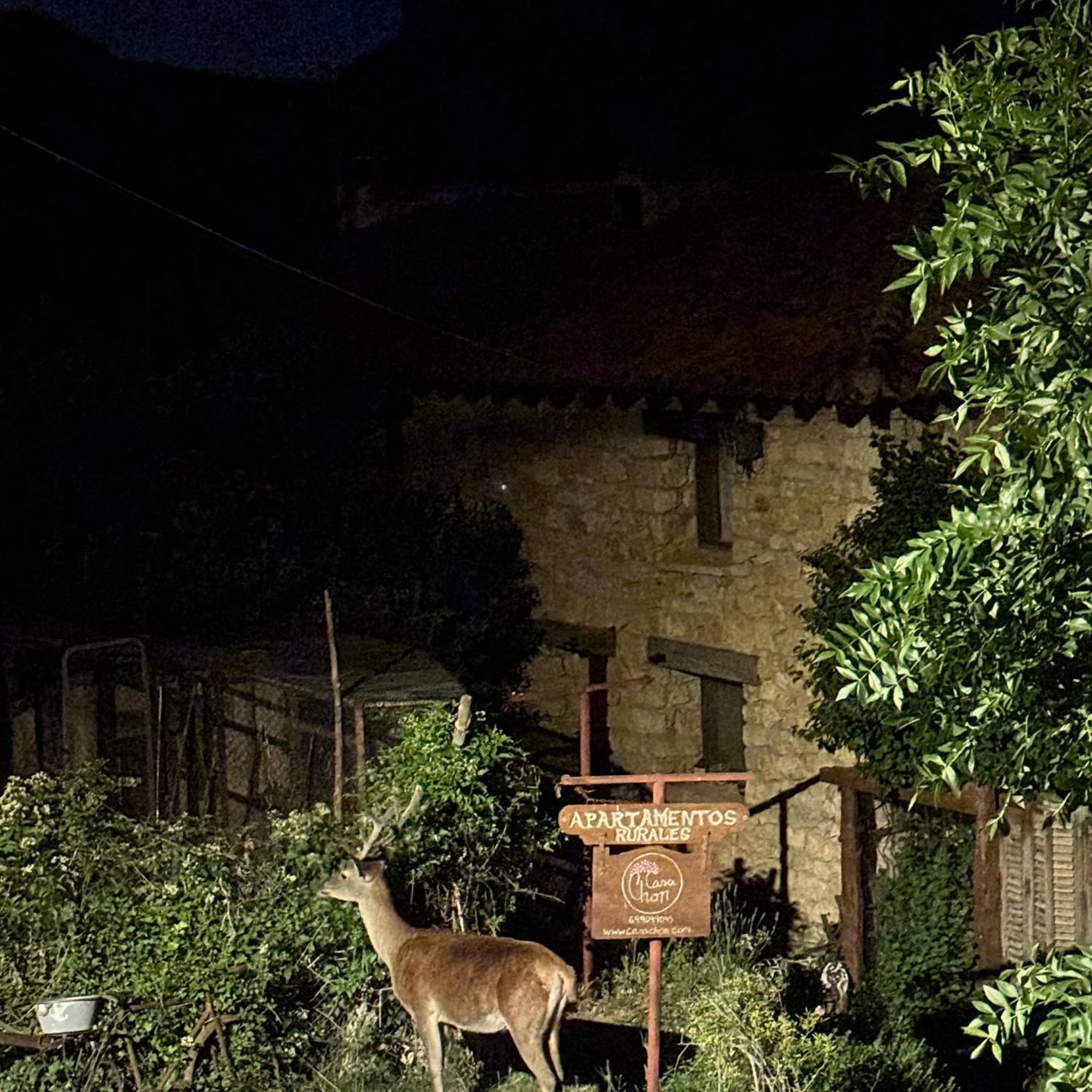 Casas Rurales Chon Alto Tajo เปราเลโคส เด ลาสตรูชัส ภายนอก รูปภาพ